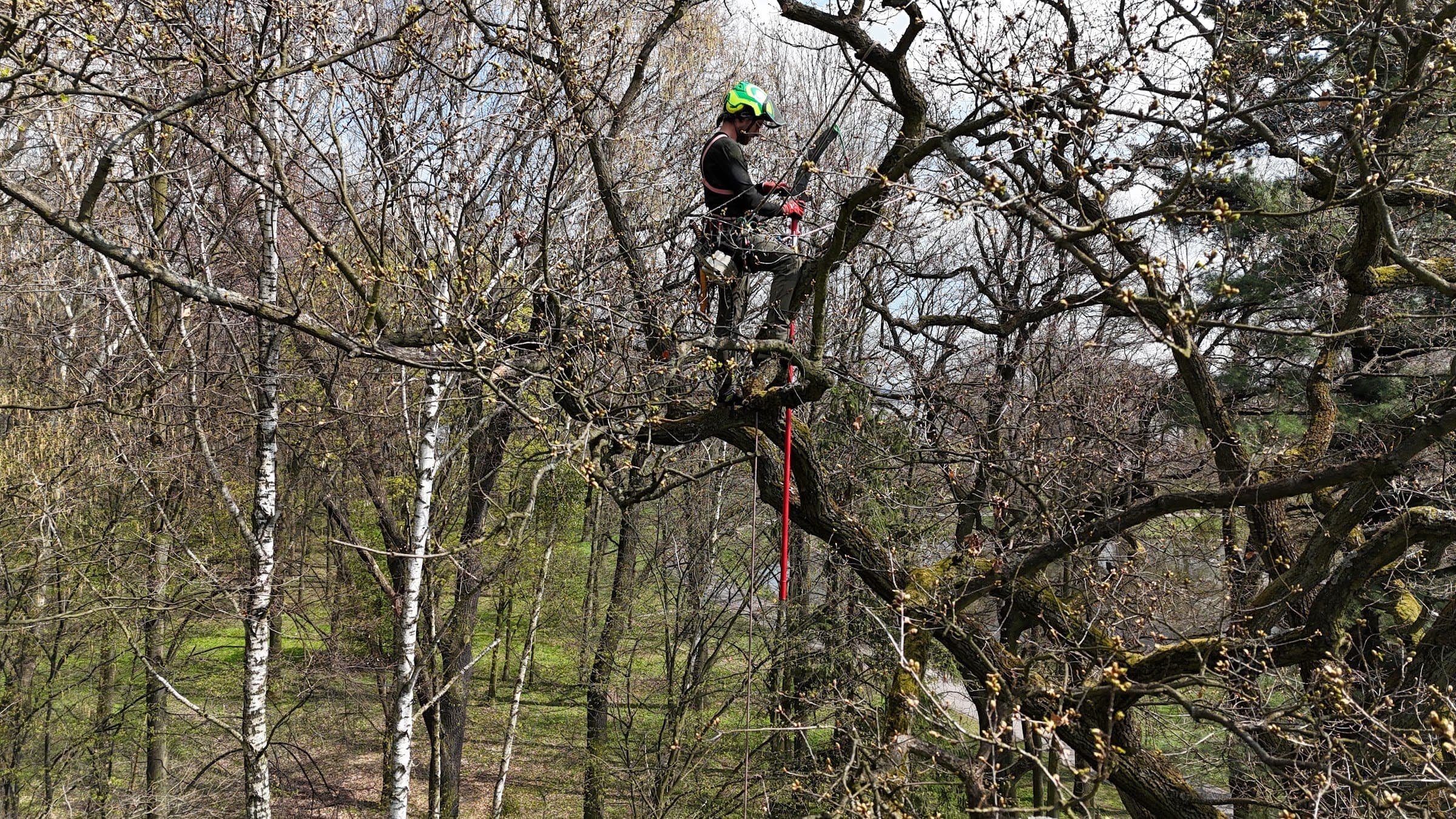 Arborysta Arbo-Bob na linach w koronie starego drzewa