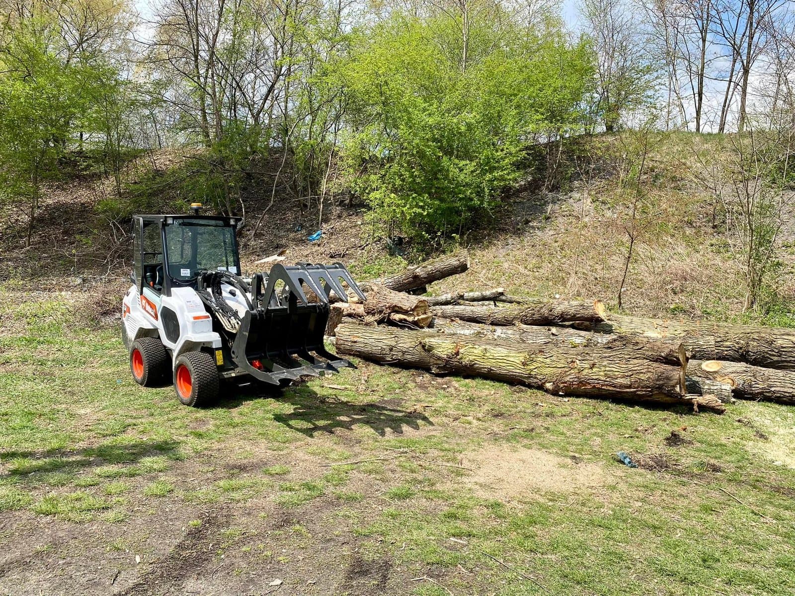 Ładowarka Bobcat z chwytakiem zbiera kłody na oczyszczonej działce