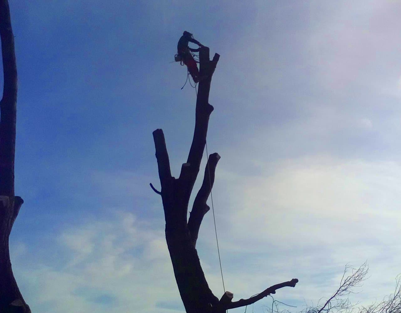 Wycinka sekcyjna z lin: arborysta na szczycie pnia bez konarów