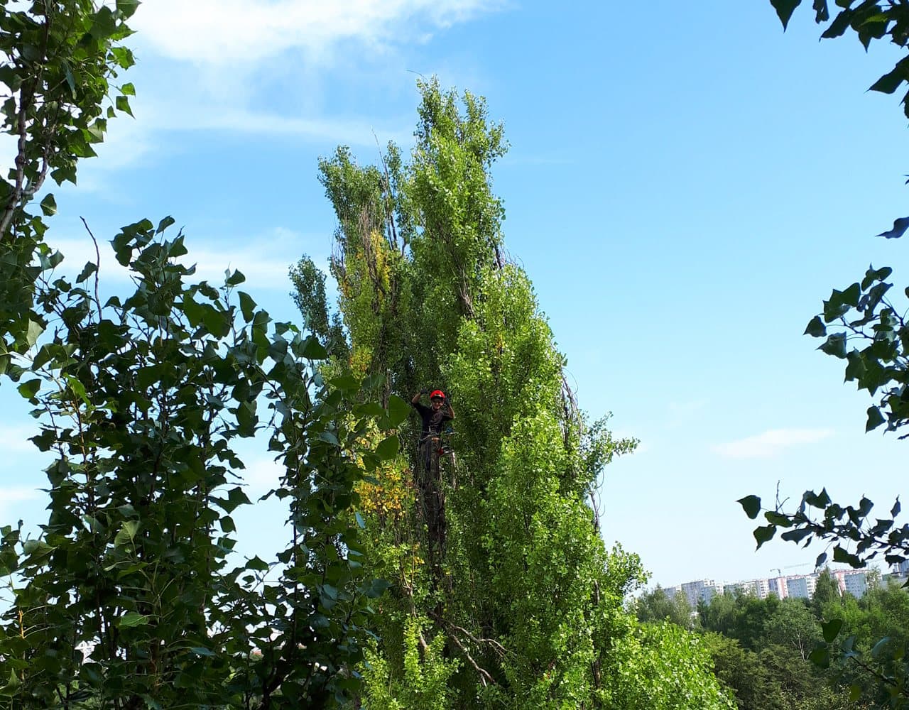 Arborysta na linach w koronie wysokiej topoli